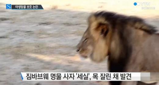 사자머리 이미지