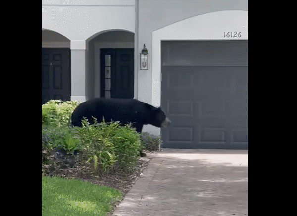 미국 플로리다주의 주택지에 야생 흑곰이 나타났다. 영상은 미국 플로리다주 주택단지에 나타난 흑곰의 모습. /영상=페이스북