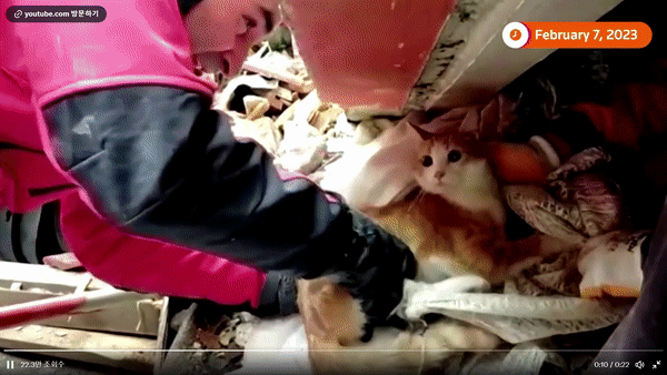[영상] "무슨 일이냥"… 건물 잔해서 구조된 고양이 '화제'