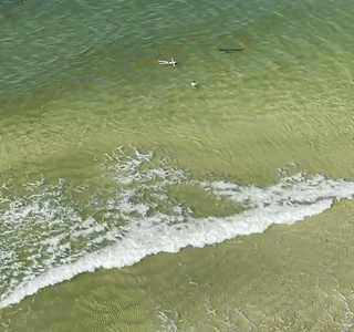 미국 플로리다 한 해변에서 바다수영을 즐기던 사람들에게 상어가 접근하는 위험천만한 순간이 포착됐다. /사진=틱톡 캡처
