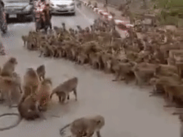 태국에서 원숭이들이 집단 몸싸움을 벌이며 도로를 점거해 일대 교통이 마비되는 소동이 벌어졌다. /사진='Wisrut Suwanphak' 페이스북 캡처