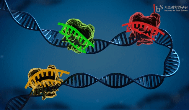 CRISPR-Cas9   ϼ ϴ  DNA ߳  ߶󳻴 . / =ʰп(IBS)