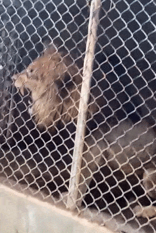 지난 14일(현지시간) 자메이카 동물원에서 한 직원이 사자의 턱을 쓰다듬으며 장난치고 있다./사진=트위터=뉴스1