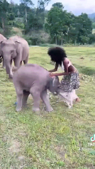 생후 3주 된 아기 코끼리가 모델 메간 밀런과 장난치고 있다./사진=트위터