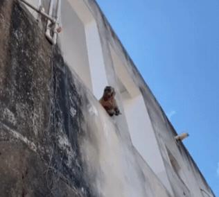 브라질의 한 마을에 칼을 든 원숭이가 나타나 주민이 공포에 떠는 일이 벌어졌다. /사진=알레산드로 게라 소셜미디어