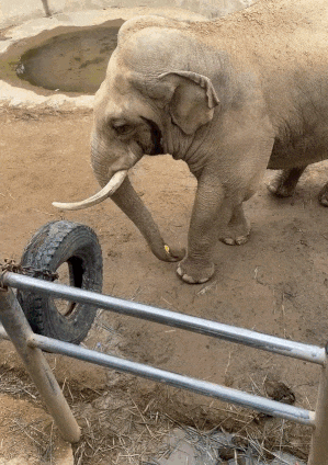 동물원 우리 안쪽으로 떨어진 신발을 주워 사람에게 돌려주는 코끼리. /사진=트위터 