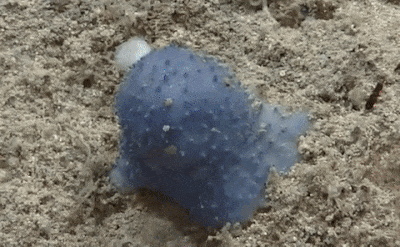 미확인 해양 생물 '블루 구'. /사진=미국 국립해양대기국(NOAA) 
