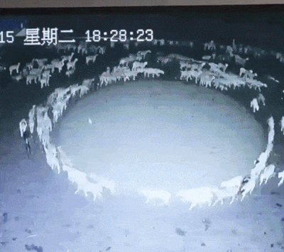 중국 네이멍구의 한 농장에서 양 떼가 12일째 원을 그리며 돌고 있다. / 영상=트위터