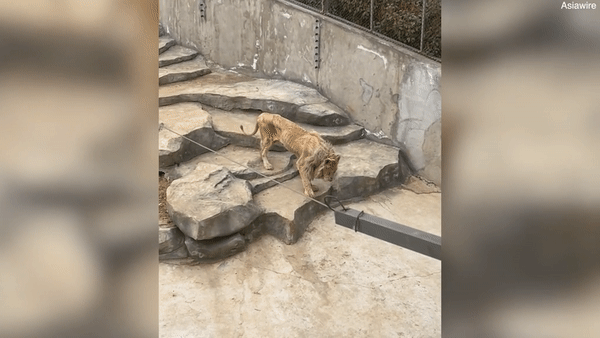 중국 난징의 한 동물원 뼈만 앙상하게 남은 수사자 '알라'가 어슬렁 거리는 모습. / 영상= 중국 SNS 더우인 