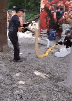 대만 경찰이 타이베이의 한 공원에서 나타난 3m짜리 비단뱀을 포획하는 모습. /영상=중국 CTS SNS