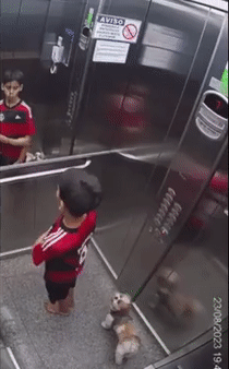 브라질에서 어린이가 엘리베이터 문에 목줄이 끼여 질식사할 뻔한 강아지를 민첩한 동작으로 구조하는 영상이 공개됐다. /영상=데일리메일 갈무리