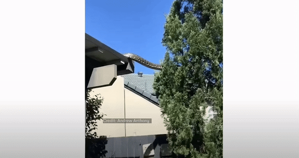 호주에서 길이가 5m에 달하는 얼룩뱀(carpet python)이 가정집 지붕에서 나와 정원의 나무 위로 이동하는 영상이 공개됐다. /영상=유튜브