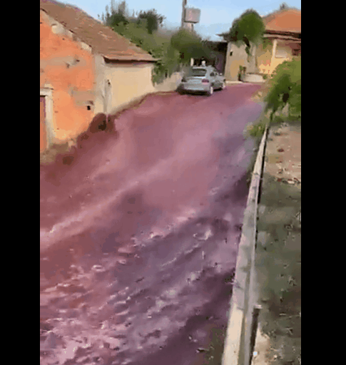 지난 11일(현지시간) 포르투갈 와인저장고에서 흘러 나온 포도주가 마치 강물처럼 흐르고 있다./영상=X(구 트위터) 갈무리
