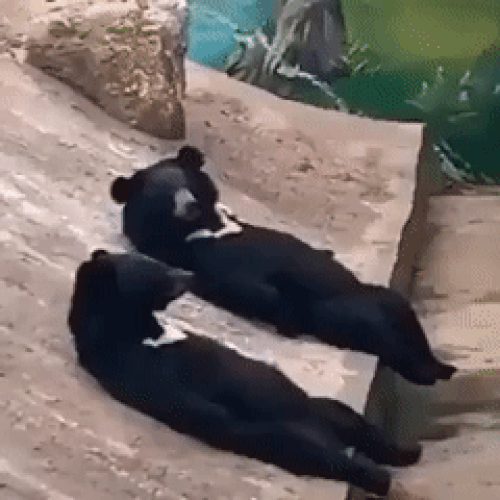 중국의 한 동물원에 있는 반달곰이 마치 사람처럼 손인사를 건네 화제다. 일부 누리꾼들 사이에선 "사람이 위장한 것 아니냐"는 의혹도 제기된다. /영상=유튜브 채널 '7890 xmoon'