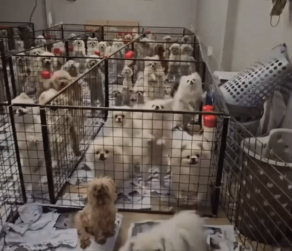 화성허가번식장에서 발견된 강아지들./사진=위액트 인스타그램
