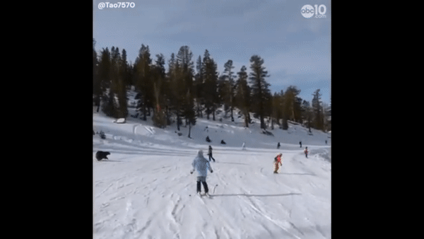 캘리포니아 한 스키장에 출몰한 야생 흑곰/사진=abc10 영상 캡처