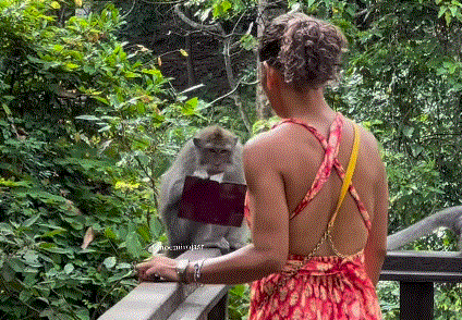 인도네시아 발리에서 포르투갈 여성 관광객의 여권을 빼앗아 찢어버린 원숭이의 모습이 공개됐다./영상=X(옛 트위터)