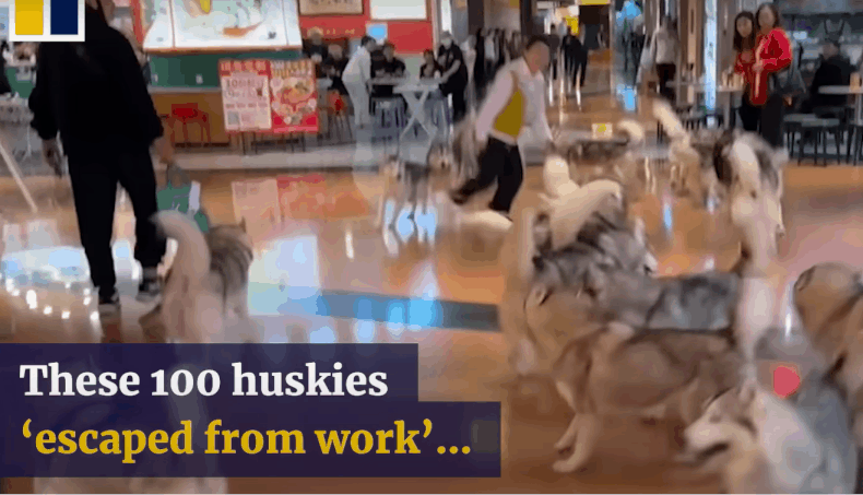 펫카페에서 탈출한 개들이 쇼핑몰 근처를 질주하는 모습/동영상=SCMP 캡처