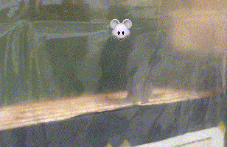 서울 도심 곳곳에서 쥐를 목격했다는 민원이 잇따르고 있는 가운데 영업을 끝낸 붕어빵 노점에서도 쥐를 봤다는 영상이 온라인 상에서 화제다./사진=SNS