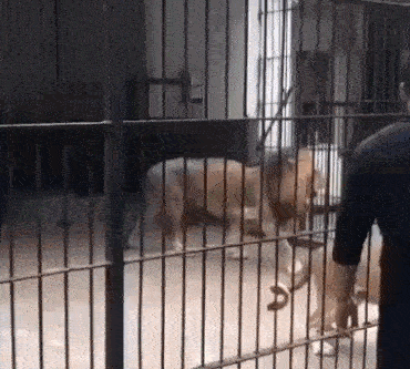 중국 광저우의 한 동물원 우리 안에 있던 사자가 먹이를 주려고 다가간 10세 소녀를 공격하는 사고가 발생했다. /사진=중국 SNS(소셜미디어) 캡처