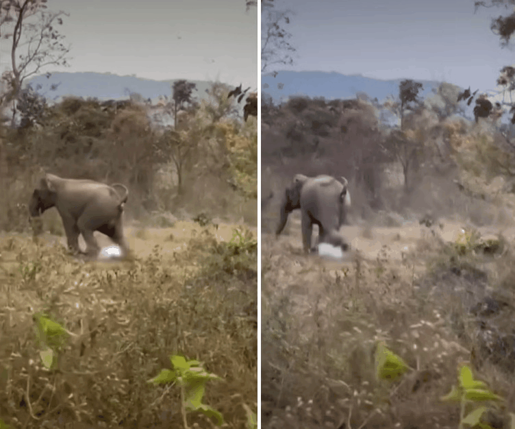 인도의 숲에서 한 남성이 거대한 코끼리에게 짓밟히는 사건이 발생했다. /사진=JTBC '사건반장' 캡처 