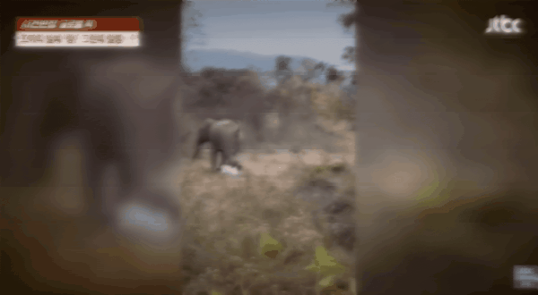 인도의 숲에서 한 남성이 거대한 코끼리에게 짓밟히는 사건이 발생했다. /사진=JTBC '사건반장' 캡처 