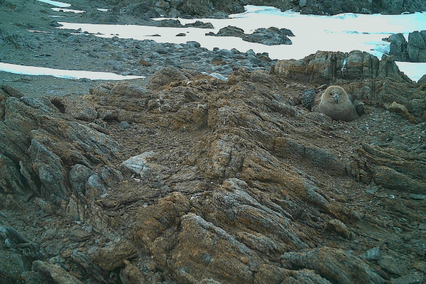 도둑갈매기 새끼가 있는 둥지를 습격하는 아델리펭귄. /사진=극지연구소