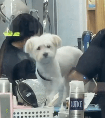 미용하다가, 엄마 보고 웃는 삐용이./사진=삐용이 보호자님