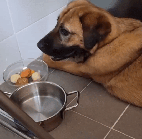 처음 집에 들어왔던 날, 베란다로 직행해 숨고 싶어했던 체리. 부부는 체리가 천천히 마음을 열 수 있게, 기다려주고 있다. 덕분에 체리도 잘 적응하고 있다./사진=체리 보호자님 제공