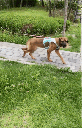 12일 오후 집 앞 공원에서 산책하는 체리. 산책도 이렇게 잘한다. 조만간 큰 길까지 나가보는 게 목표다./사진=남형도 기자