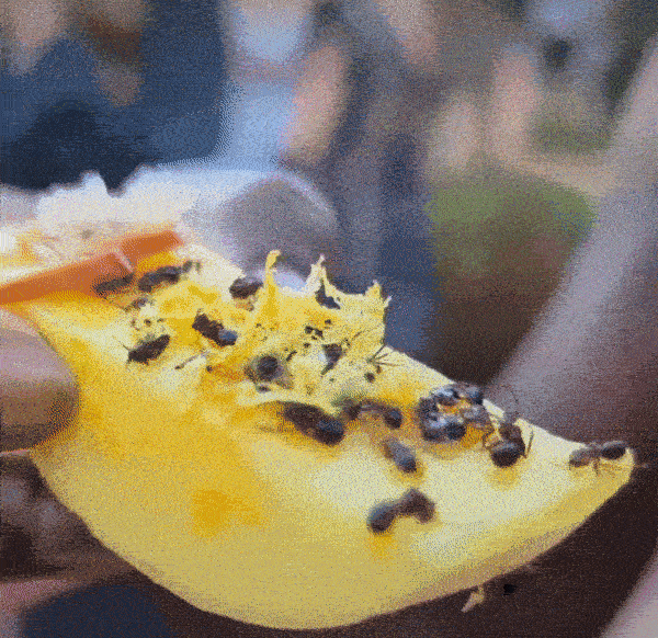 /사진= 루피타 뇽오 인스타그램