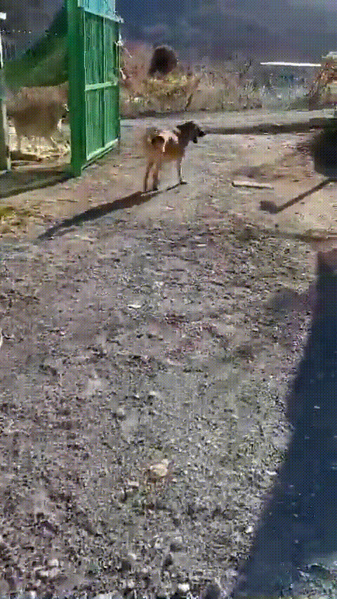 도사견 로스코는 오랜 철장 생활과 근친교배 영향으로 2년 전 동물권단체 활동가들에게 구조될 당시 허리가 기형에 가깝게 뒤틀려 있었다. 지난해 말부터 대학 동물병원에서 수술을 받은 끝에 올 초부터는 마음껏 뛸 수 있게 됐다. 지난 1월즈음 로스코가 퇴원하고 인천 계양산 개농장에 돌아와 뛰는 모습./사진제공=계양산 시민동물보호소 아크.