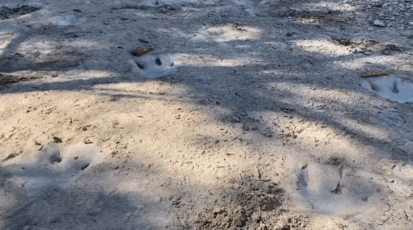 미국 텍사스주 공룡 계곡 주립공원에서 발견된 공룡 발자국 /사진=공룡 계곡 주립공원 페이스북 