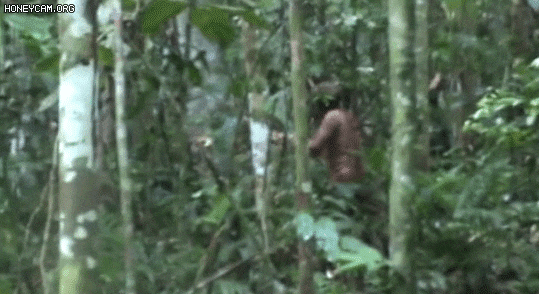 2018년 브라질 국립원주민재단(FUNAI)이 포착한 원주민 남성 모습. 그는 자신의 부족의 마지막 생존자다./사진=브라질 국립원주민재단(FUNAI) 