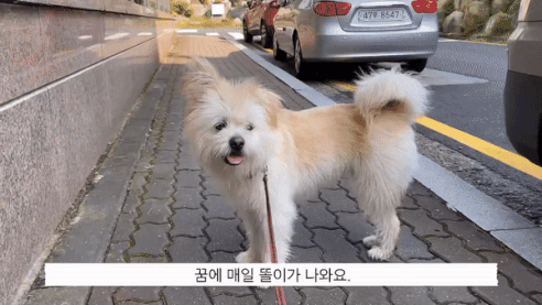 똘이가 산책하던 모습./사진=똘이 보호자님