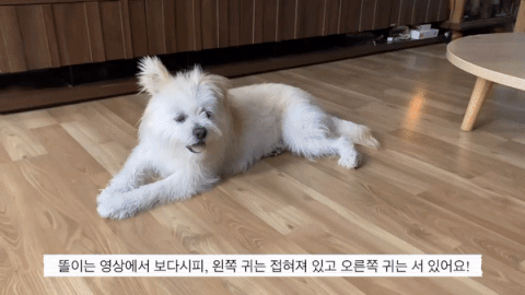 똘이의 모습./사진=똘이 보호자님