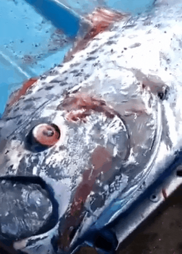 멕시코 시날로아주 해안에서 잡힌 산갈치. /사진=트위터 캡처 