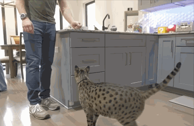 미국 미시간주에 사는 현존하는 최장신 집고양이 펜리르. / 영상=기네스북