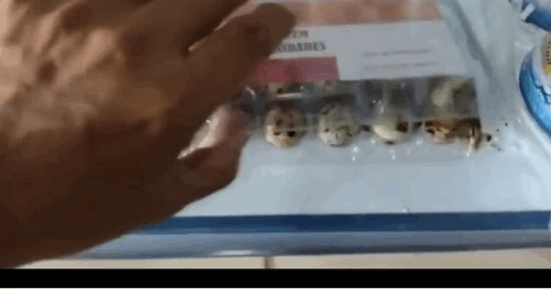 브라질의 한 슈퍼마켓에서 부화한 메추리알 / 영상=유튜브