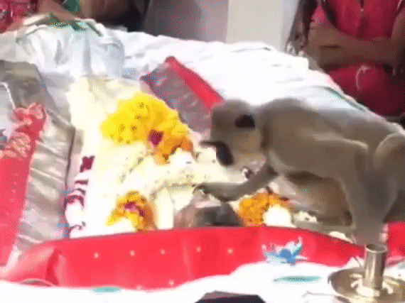 스리랑카 동부 바티칼 로아주에서 원숭이가 자신을 돌보던 남성의 장례식에 참석해 시신에 입을 맞췄다./사진=트위터