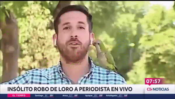 뉴스 생방송 중 나타난 앵무새가 기자의 귀에 꽂혀 있던 무선 이어폰 한쪽을 들고 달아나는 모습. /사진=유튜브 