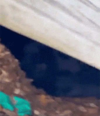 미국 코네티컷주 플레인빌의 한 가정집에서 발견된 겨울잠에 들어간 흑곰 / 영상=틱톡