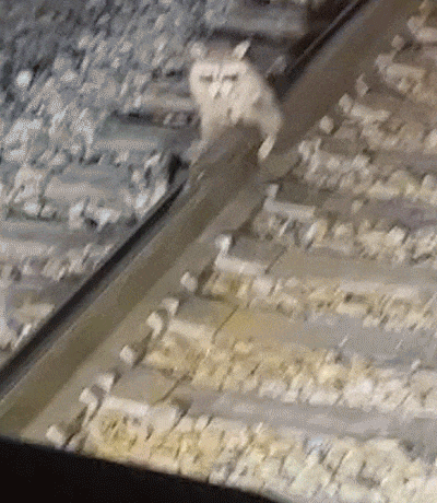 미국에서 강추위에 선로에 몸이 붙어버린 너구리. 다행히 철도 직원의 도움으로 구조됐다. /영상=닐 멀리스(Neil Mullis) 틱톡