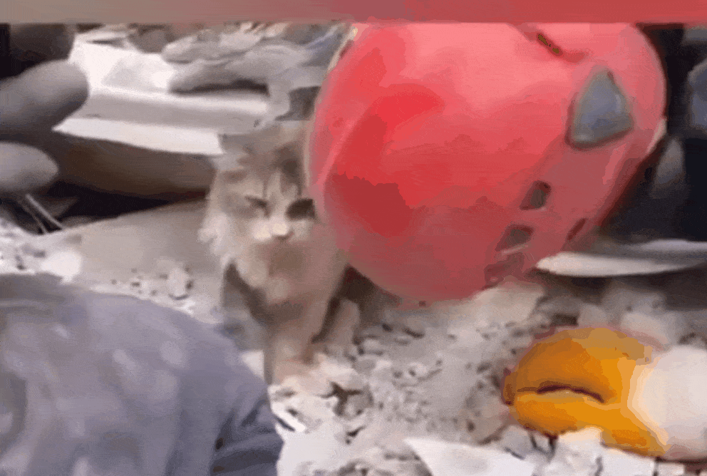 튀르키예 구조대원들이 지진으로 무너진 건물 잔해 속에서 고양이를 구조하는 모습. /영상=트위터