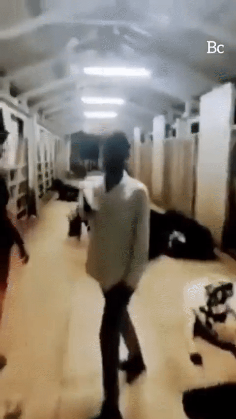 2월 14일을 밸런타인데이 대신 '소 껴안기의 날'(Cow Hug Day)로 삼을 것을 주장한 인도의 동물복지위원회. 이에 한 남성이 소를 껴안으려고 시도했으나 소가 자신을 공격하자 황급히 피했다. /영상=트위터