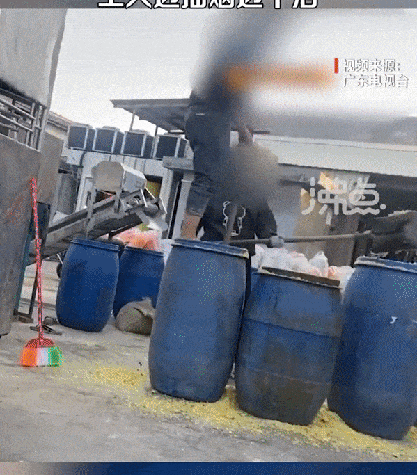 광둥TV는 광둥성 산터우의 '쏸차이' 제조 공장의 비위생적 생산 과정을 폭로했다. /영상=중국 SNS 텐센트