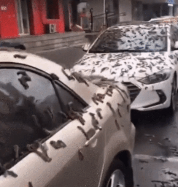 중국 랴오닝성에 '지렁이 모양'의 물체가 길거리를 뒤덮었다.  / 영상= 중국 SNS 더우인 