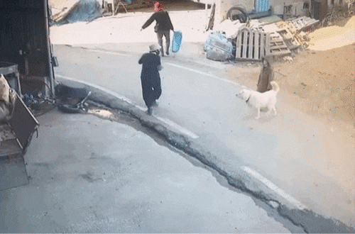 지난 10일 온라인 커뮤니티 보배드림에 공개된 중년 여성을 공격하는 대형견의 모습 /영상=보배드림 인스타그램