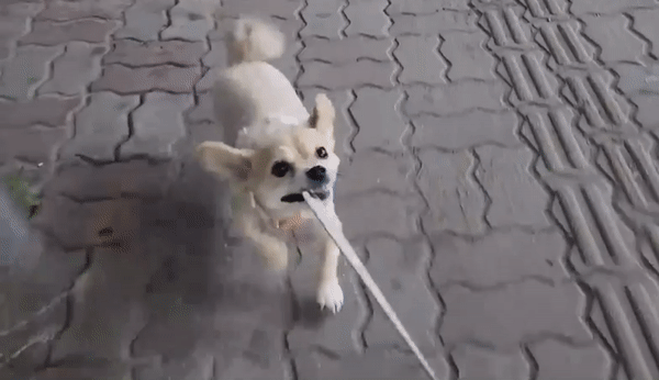 음, 너 산책 좀 잘하는구나 호두야. 근데 줄은 좀 놓고 걸을까…/사진=호두 보호자님