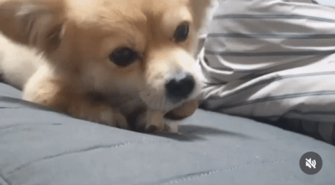 냠냠, 먹방도 잘하는 호두./사진=호두 보호자님